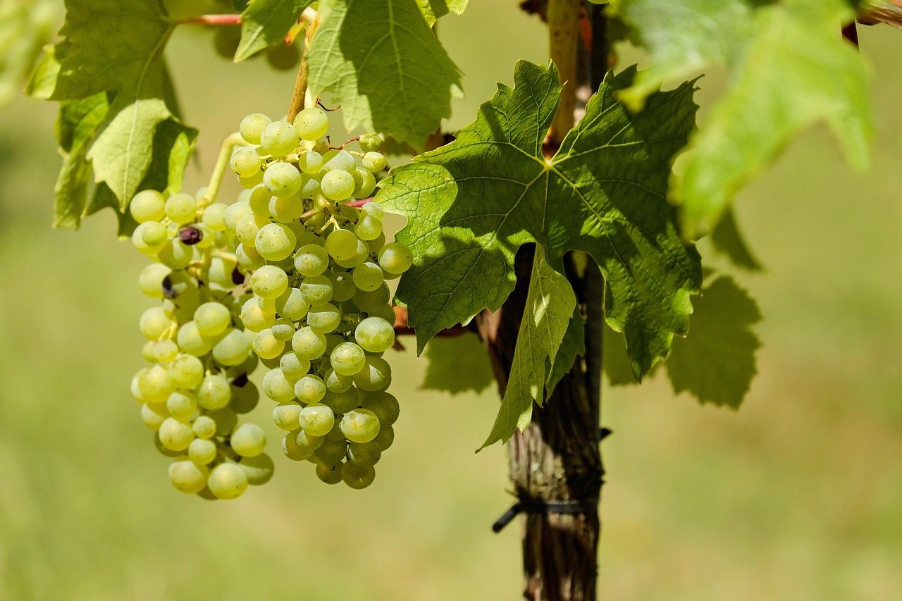découvrez les pratiques de la viticulture durable, alliant respect de l'environnement, préservation de la biodiversité et production de vins de qualité. engagez-vous pour une viticulture responsable qui soutient l'avenir de notre planète.