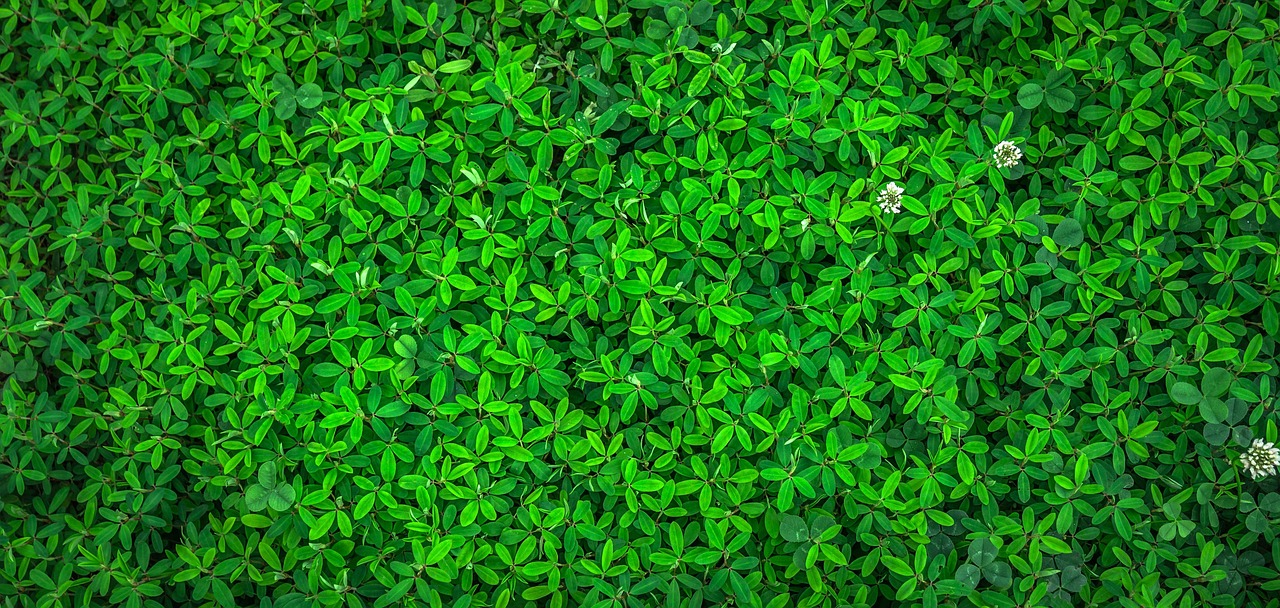 découvrez nos produits de nettoyage écologiques, efficaces et respectueux de l'environnement pour un intérieur propre et sain sans compromis.