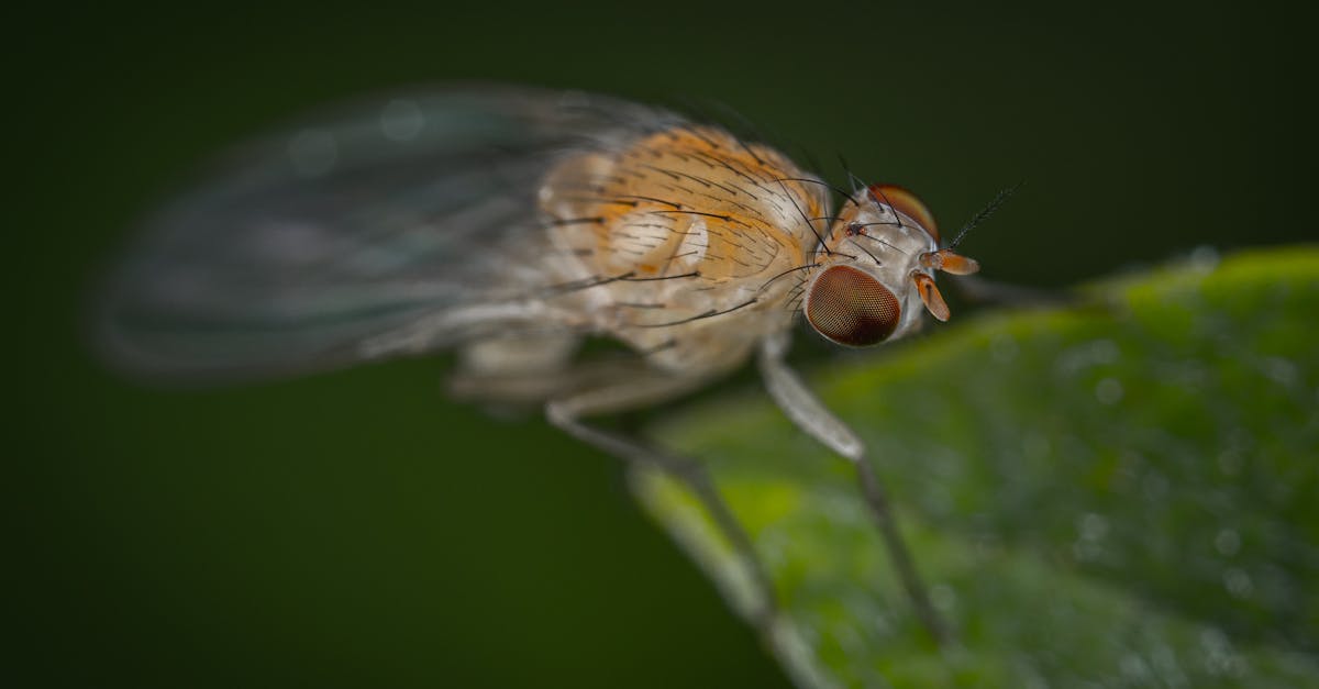 découvrez les composés organiques volatils (cov) : leur définition, leurs sources, leurs effets sur la santé et l'environnement, ainsi que les moyens de les réduire dans votre quotidien.