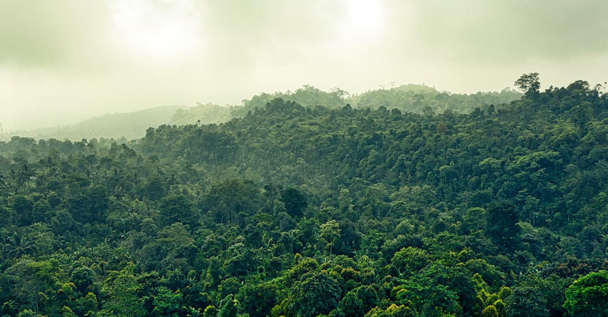 découvrez comment les synergies écologiques favorisent une harmonie durable entre les espèces et leur environnement, tout en soutenant la biodiversité et la résilience des écosystèmes.