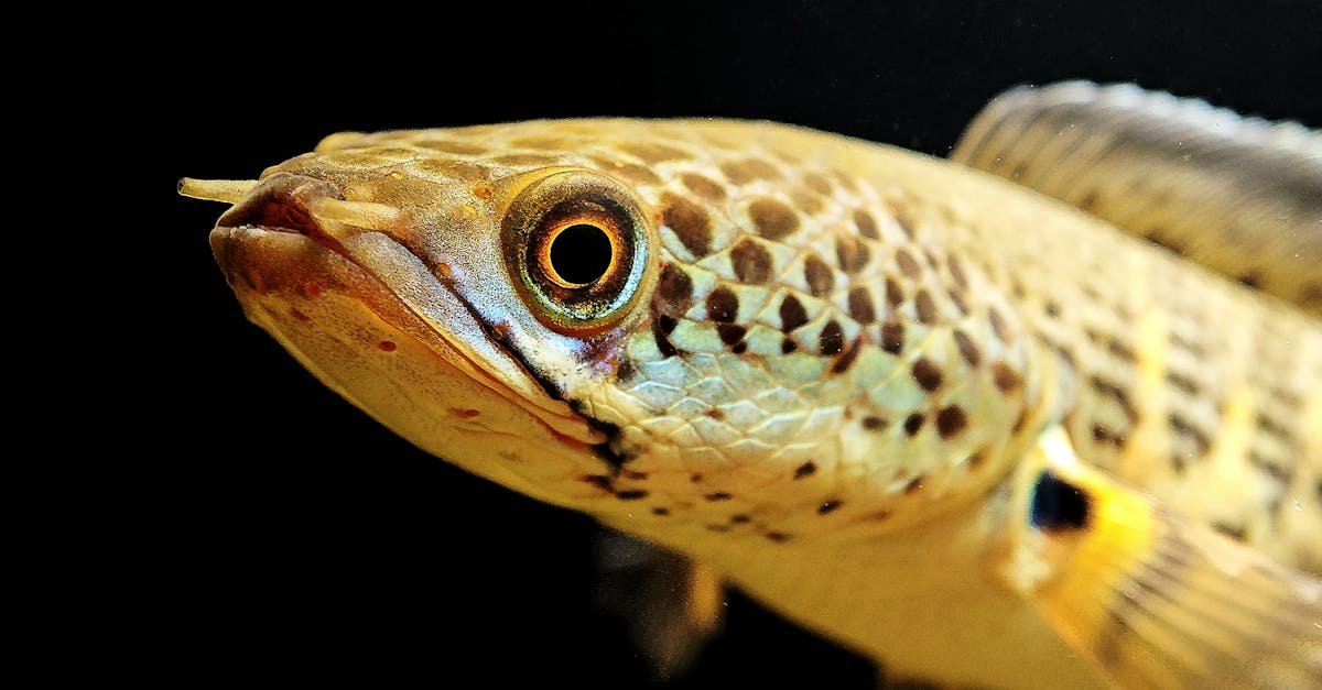 découvrez l'économie biologique, un modèle durable qui intègre les ressources naturelles et favorise la biodiversité. explorez comment cette approche innovante peut transformer notre façon de produire et de consommer, tout en contribuant à la protection de l'environnement et au bien-être des générations futures.