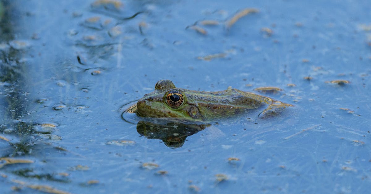 découvrez l'importance des écosystèmes pour notre planète. apprenez comment ces systèmes naturels interconnectés soutiennent la biodiversité, régulent le climat et fournissent des ressources vitales. plongez dans l'étude des écosystèmes terrestres et aquatiques et leur rôle essentiel dans la durabilité environnementale.