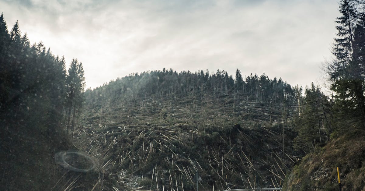 découvrez les enjeux de la déforestation, ses causes et ses conséquences sur l'environnement et la biodiversité. apprenez comment nous pouvons tous contribuer à la préservation des forêts et lutter contre ce phénomène alarmant.