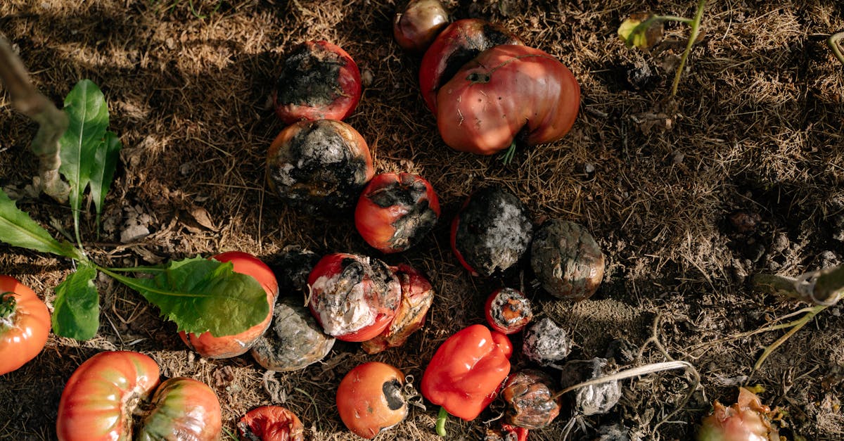 découvrez comment la valorisation des déchets transforme les matériaux indésirables en ressources précieuses, contribuant ainsi à la durabilité et à la protection de l'environnement.