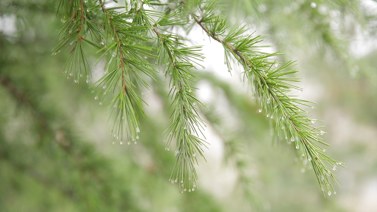 découvrez les risques liés aux réservoirs d'eau de pluie et apprenez à les gérer pour assurer la sécurité et la santé de votre foyer.