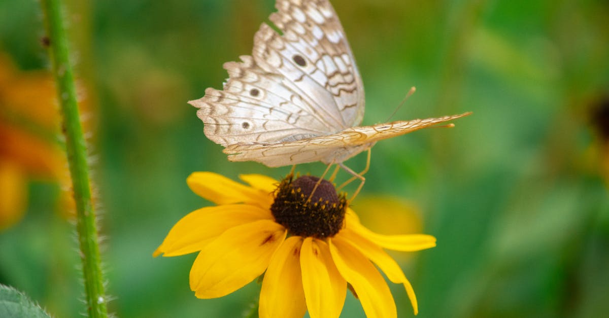 découvrez l'importance de la biodiversité pour notre planète, son rôle dans les écosystèmes, et les actions nécessaires pour la préserver. apprenez comment chaque espèce contribue à l'équilibre naturel et au bien-être de l'humanité.