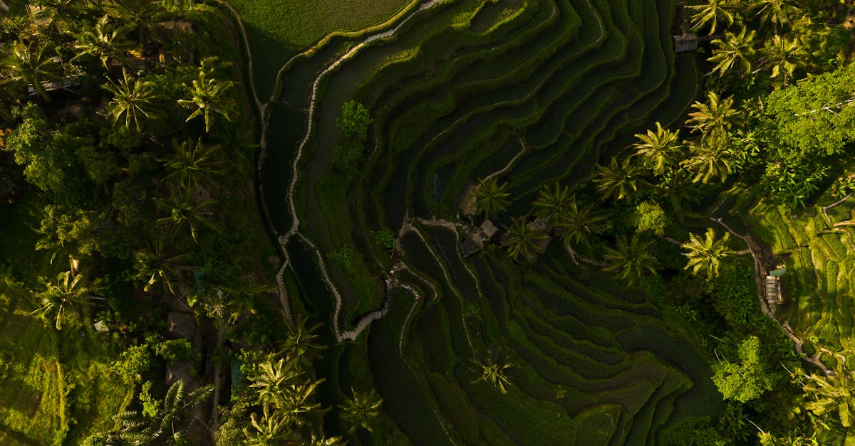 découvrez l'agroécologie, une approche durable de l'agriculture qui harmonise les pratiques culturales avec la préservation de l'environnement. apprenez comment cette méthode favorise la biodiversité, renforce les écosystèmes et soutient les communautés agricoles tout en produisant des aliments sains et nutritifs.