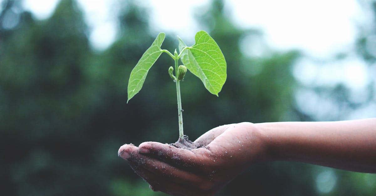 découvrez les enjeux du changement climatique, ses impacts sur notre planète et les actions nécessaires pour un avenir durable. engagez-vous pour un monde meilleur.