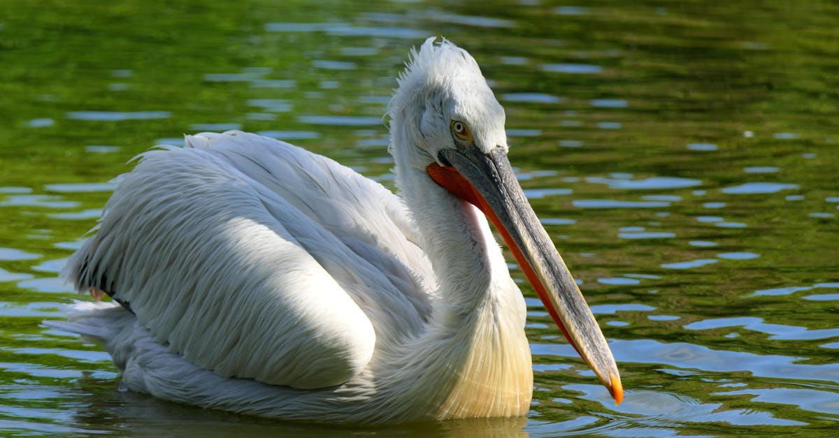 découvrez les zones humides, des écosystèmes riches en biodiversité qui jouent un rôle crucial dans la régulation de l'eau, la protection des côtes et le soutien de la vie sauvage. explorez leur importance écologique et les enjeux de leur préservation.