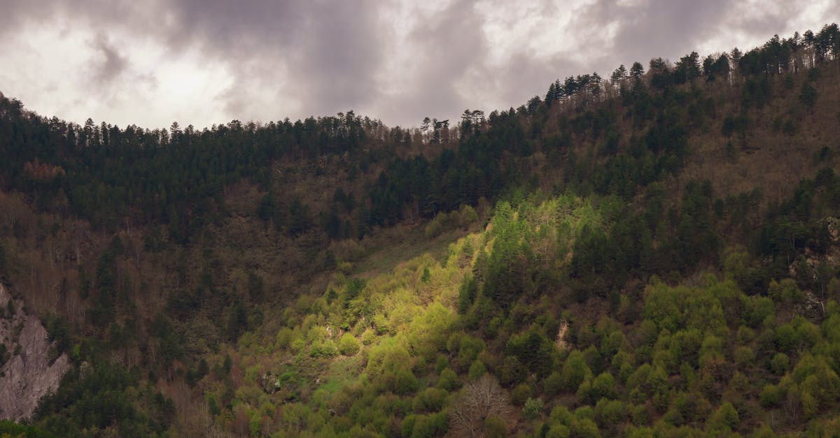 découvrez les enjeux et les stratégies de la politique climatique. analyse des mesures mises en place pour lutter contre le changement climatique et promouvoir un avenir durable.