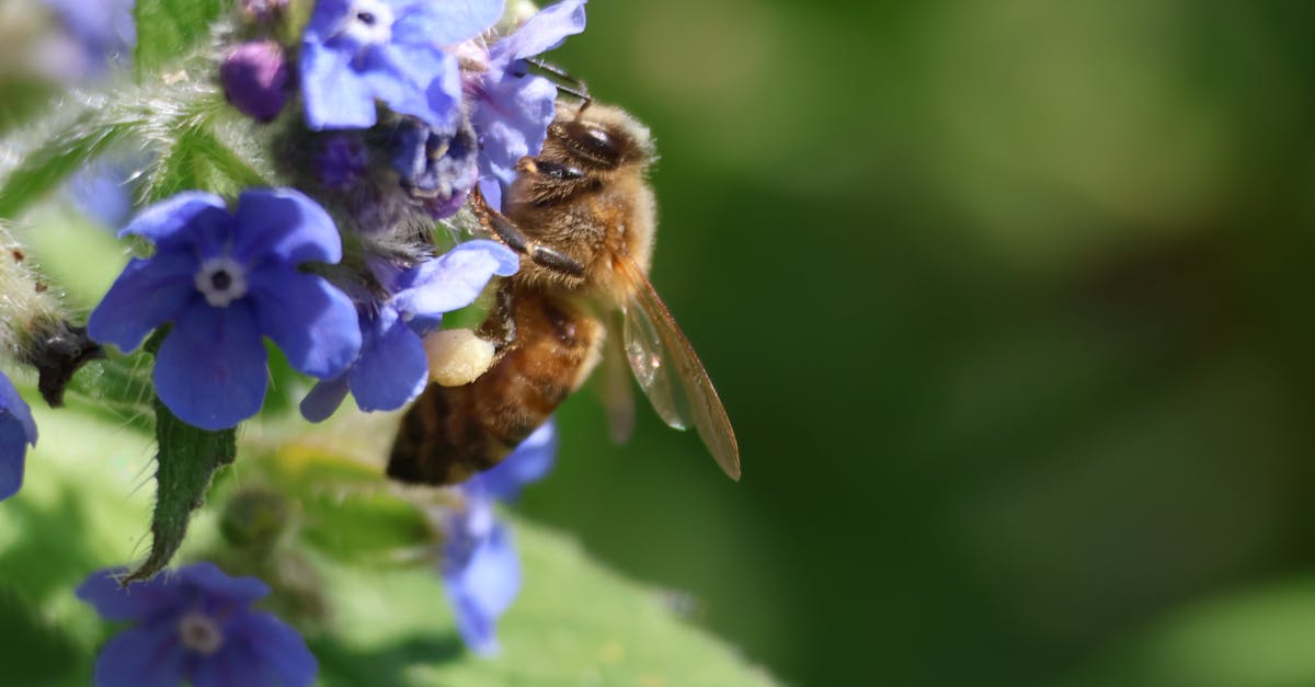 découvrez l'importance de la protection des écosystèmes pour préserver notre planète. apprenez comment chaque action compte pour sauvegarder la biodiversité, lutter contre le changement climatique et promouvoir un avenir durable.