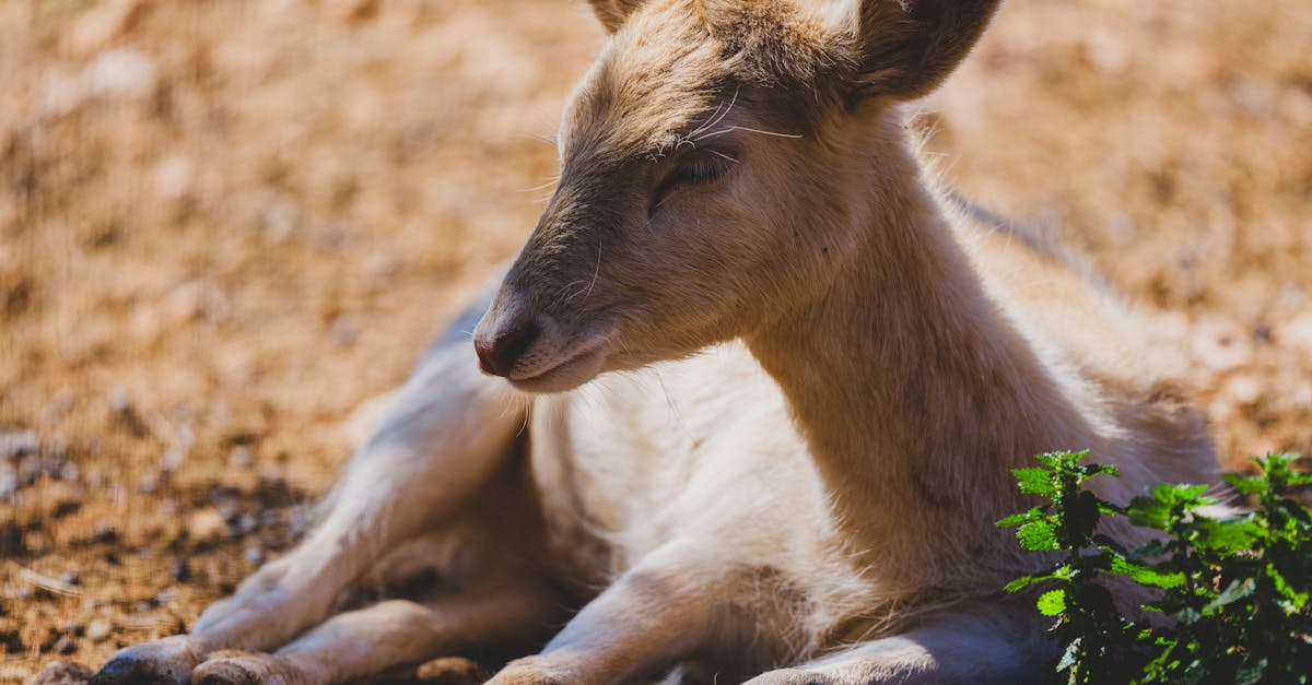 découvrez l'importance de la biodiversité pour notre planète et les écosystèmes. apprenez comment préserver la richesse des espèces et les interactions qui façonnent la vie sur terre, ainsi que les actions que chacun peut entreprendre pour soutenir la biodiversité.