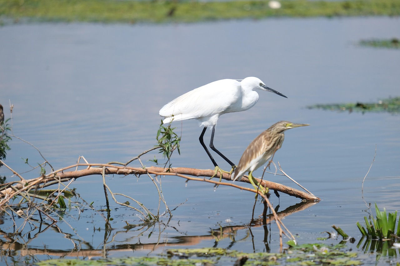 découvrez l'importance de la conservation de l'eau et adoptez des gestes simples pour préserver cette ressource précieuse au quotidien. conseils, astuces et solutions pour économiser l'eau à la maison et au jardin.
