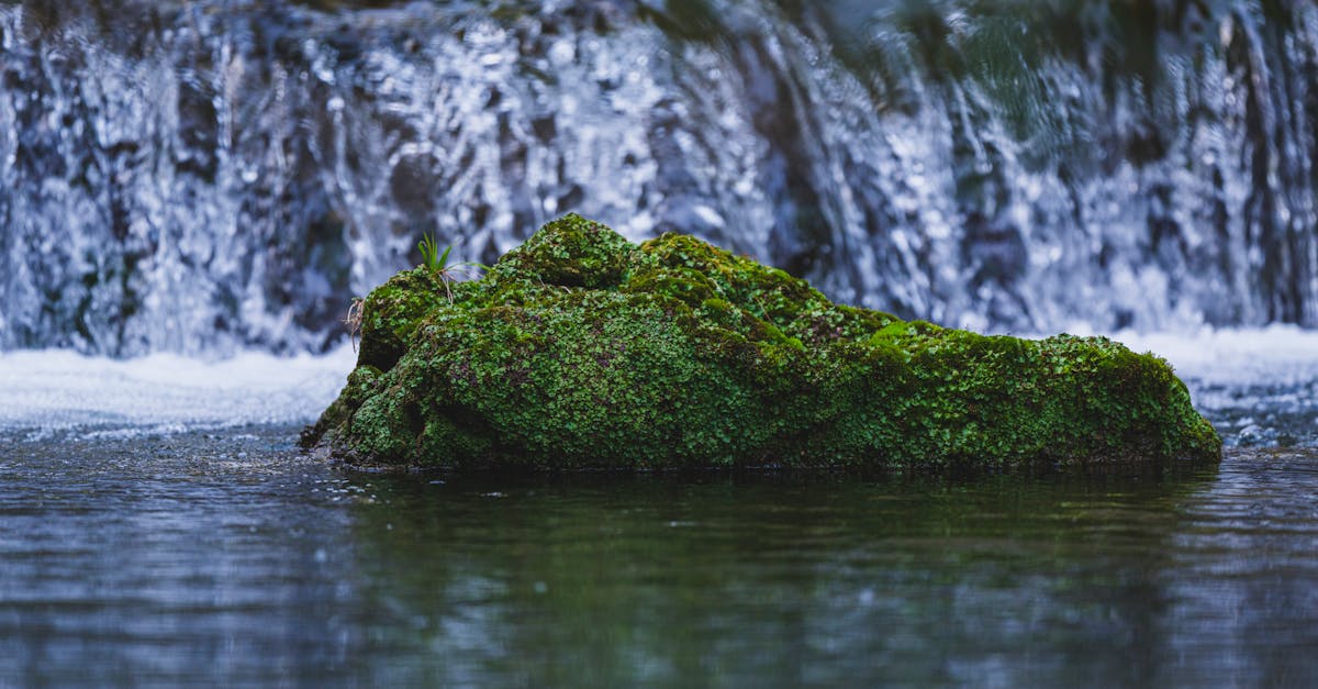découvrez la richesse de la biodiversité, élément essentiel de notre écosystème. apprenez comment la diversité des espèces contribue à la santé de notre planète et pourquoi il est crucial de la préserver pour les générations futures.