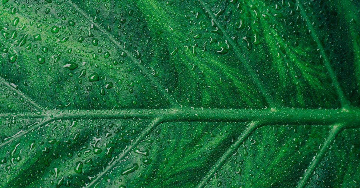 découvrez les solutions d'énergie verte pour un avenir durable. explorez les technologies renouvelables, les avantages environnementaux et les moyens de réduire votre empreinte carbone grâce à l'énergie verte.