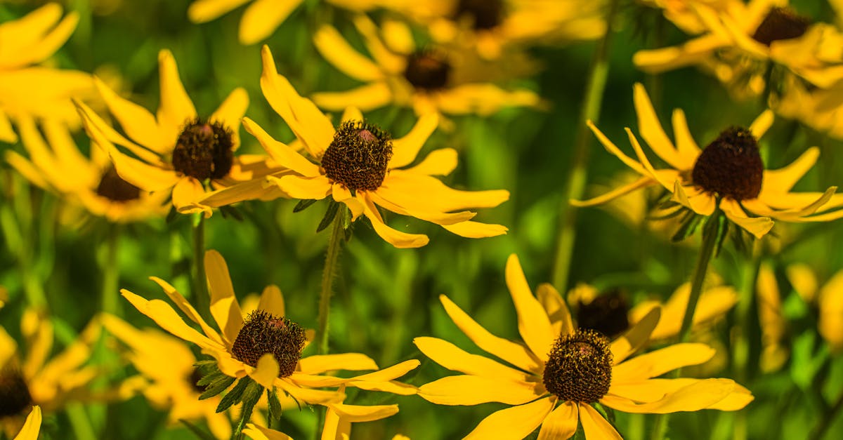 découvrez l'importance de la biodiversité pour notre planète. explorez les différentes espèces, leurs habitats et les menaces auxquelles elles font face. apprenez comment préserver notre écosystème et promouvoir un avenir durable.