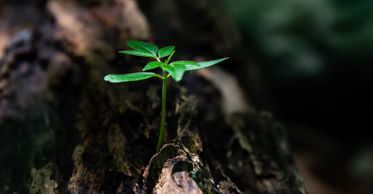 découvrez le concept de résilience, cette capacité à surmonter les défis et à se reconstruire après des épreuves. apprenez comment cultiver votre force intérieure et développer une attitude positive face aux obstacles de la vie.