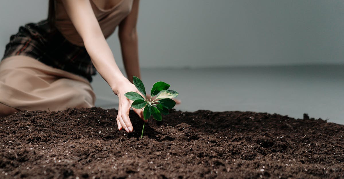 découvrez l'importance de l'action environnementale pour préserver notre planète. engagée et proactive, l'action environnementale vise à promouvoir des solutions durables et à sensibiliser le public aux enjeux écologiques. rejoignez le mouvement pour un avenir plus vert!