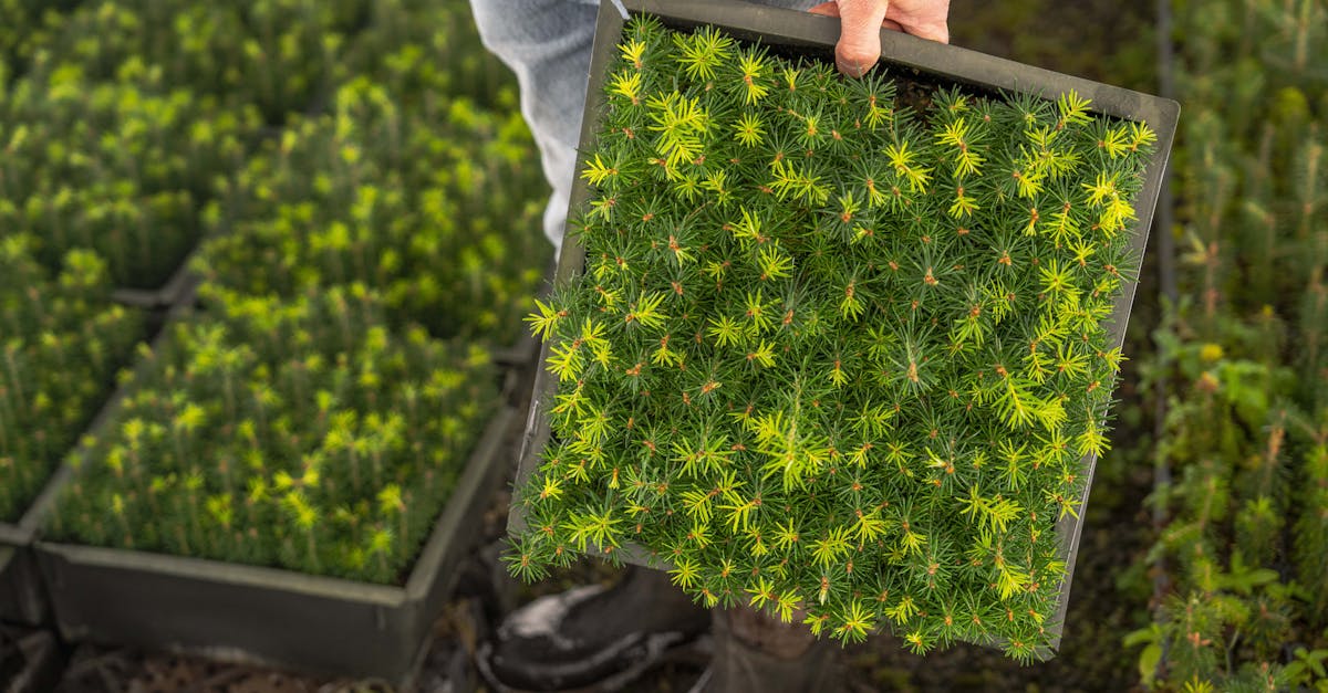 découvrez l'agriculture durable, une approche innovante qui préserve notre environnement tout en produisant des aliments sains. apprenez comment cette méthode combine des pratiques respectueuses de la nature et des technologies avancées pour garantir un avenir alimentaire viable.