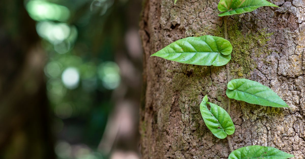 découvrez l'importance des écosystèmes, leurs composants essentiels, et leur rôle vital dans le maintien de la biodiversité et de l'équilibre naturel. apprenez comment protéger ces systèmes fragiles pour un avenir durable.