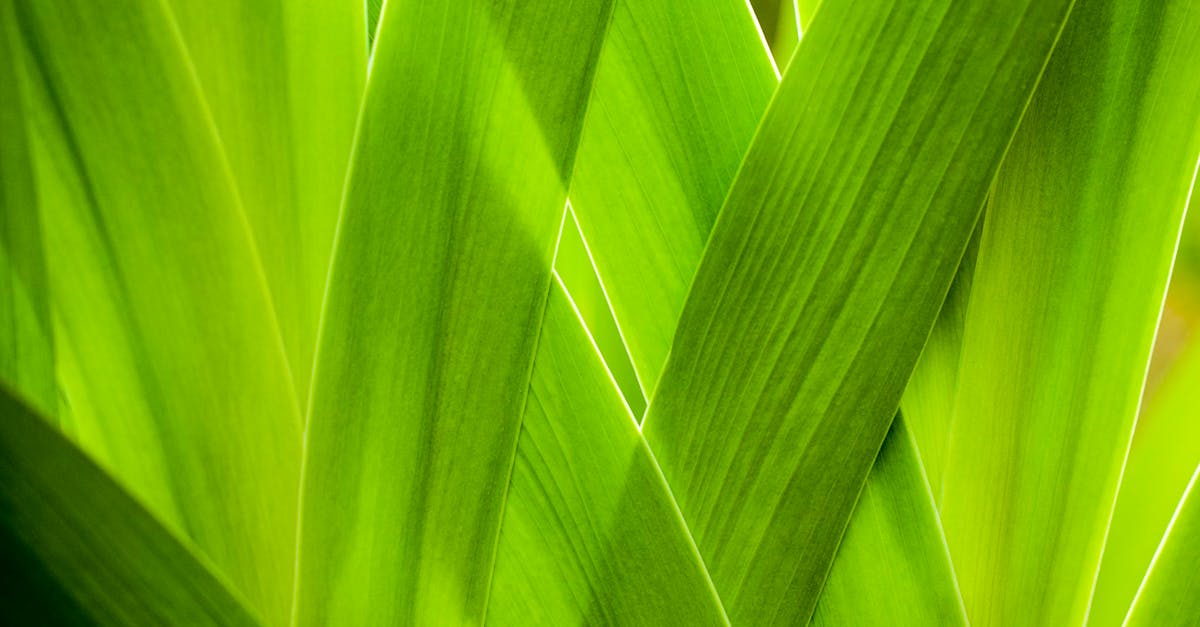 découvrez l'importance du droit à un environnement sain, un enjeu crucial pour la santé publique et la durabilité de notre planète. explorez les implications juridiques, les initiatives globales et comment chacun peut contribuer à préserver notre environnement pour les générations futures.