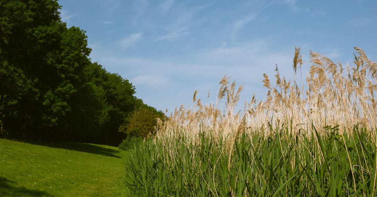 découvrez green synergy, une initiative innovante qui allie durabilité et collaboration écologique. apprenez comment notre approche holistique favorise un avenir plus vert grâce à des solutions synergiques et respectueuses de l'environnement.