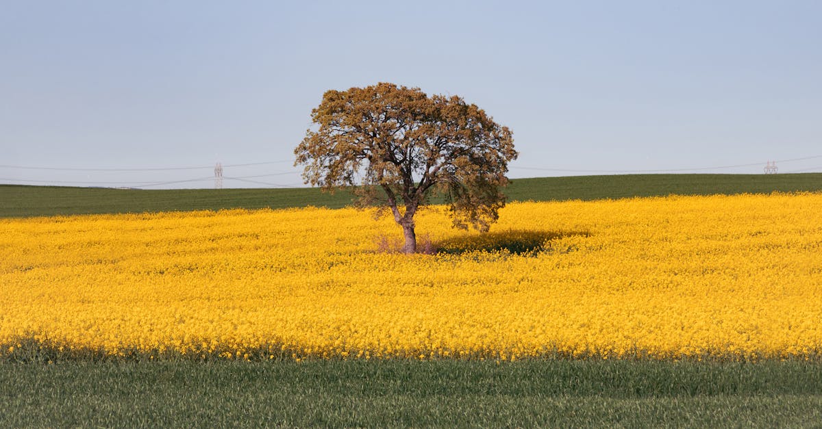 découvrez l'agriculture régénérative, une approche durable qui améliore la santé des sols, augmente la biodiversité et favorise le bien-être des écosystèmes. apprenez comment cette méthode innovante peut transformer notre façon de cultiver et contribuer à un avenir agricole plus responsable.