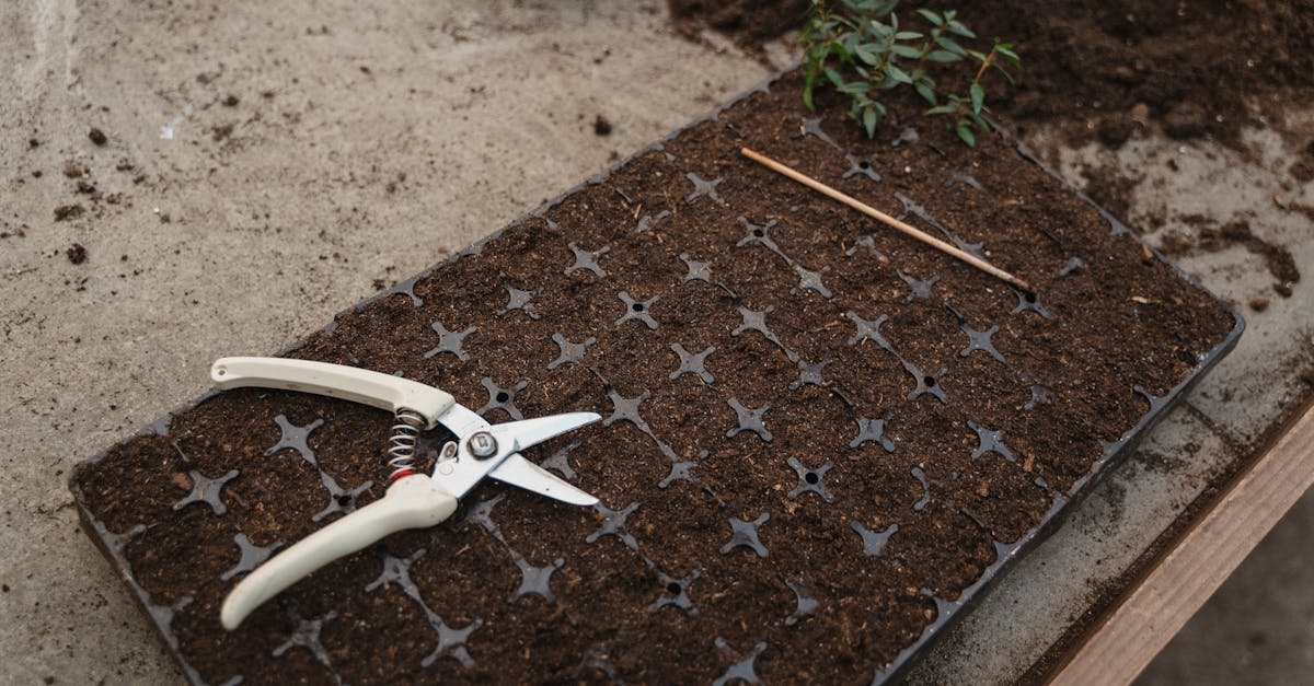 découvrez les principes de la permaculture, une méthode de culture durable qui respecte l'environnement et favorise la biodiversité. apprenez à concevoir des écosystèmes productifs et autonomes chez vous, tout en cultivant une alimentation saine et en préservant notre planète.