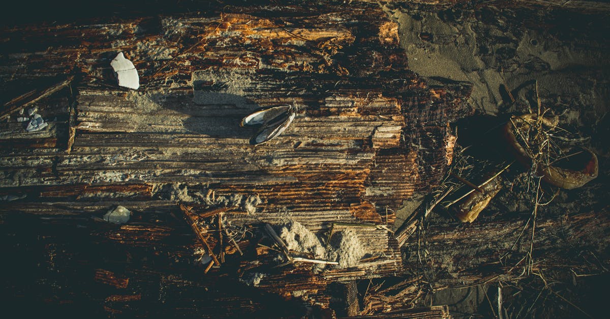 découvrez la richesse et la diversité des écosystèmes de notre planète. explorez les interactions entre les espèces et leur environnement, et comprenez l'importance de la préservation de ces systèmes vitaux pour la biodiversité et le bien-être de l'humanité.