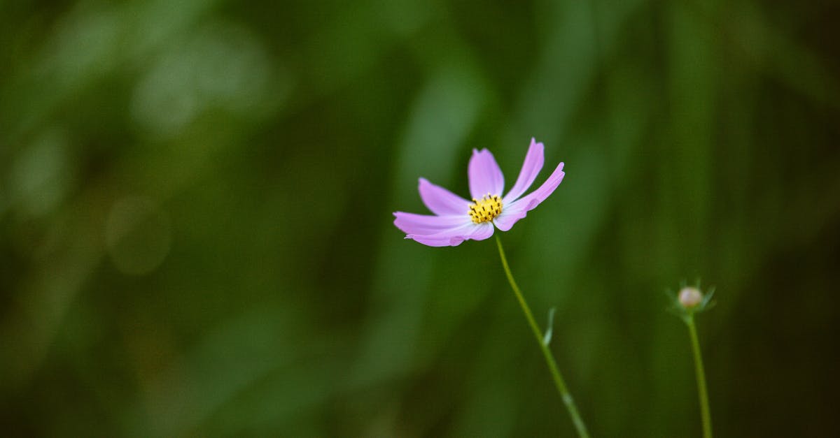 découvrez comment le changement de paradigme environnemental transforme notre rapport à la nature, favorisant une approche durable et innovante pour préserver la planète et ses ressources.