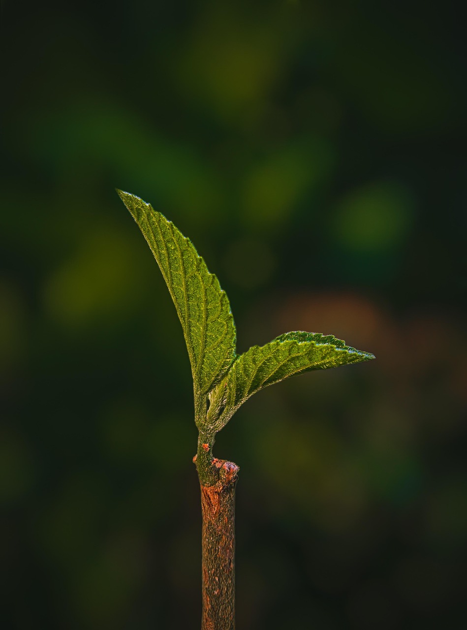 découvrez notre sélection de livres écologiques, conçus avec des matériaux durables pour respecter l'environnement tout en enrichissant vos connaissances.