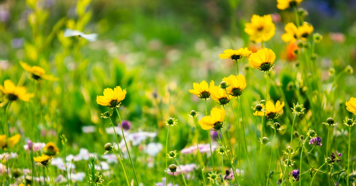 découvrez l'importance de la biodiversité pour notre planète. apprenez comment les écosystèmes interagissent et pourquoi la préservation de la diversité des espèces est essentielle pour un avenir durable.