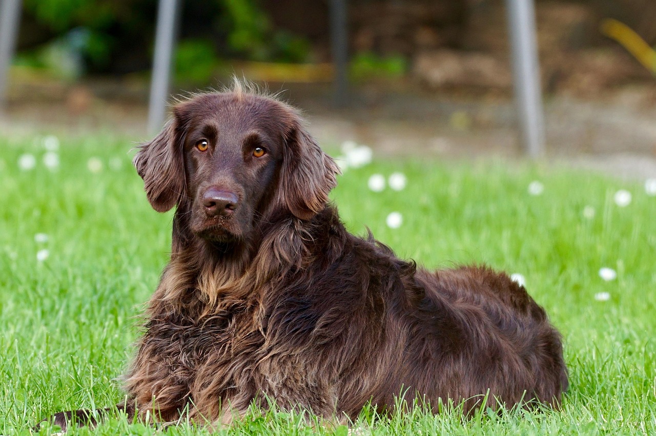 découvrez l'univers fascinant des chiens : leur éducation, leur comportement, les différentes races et des conseils pour prendre soin de votre compagnon à quatre pattes.