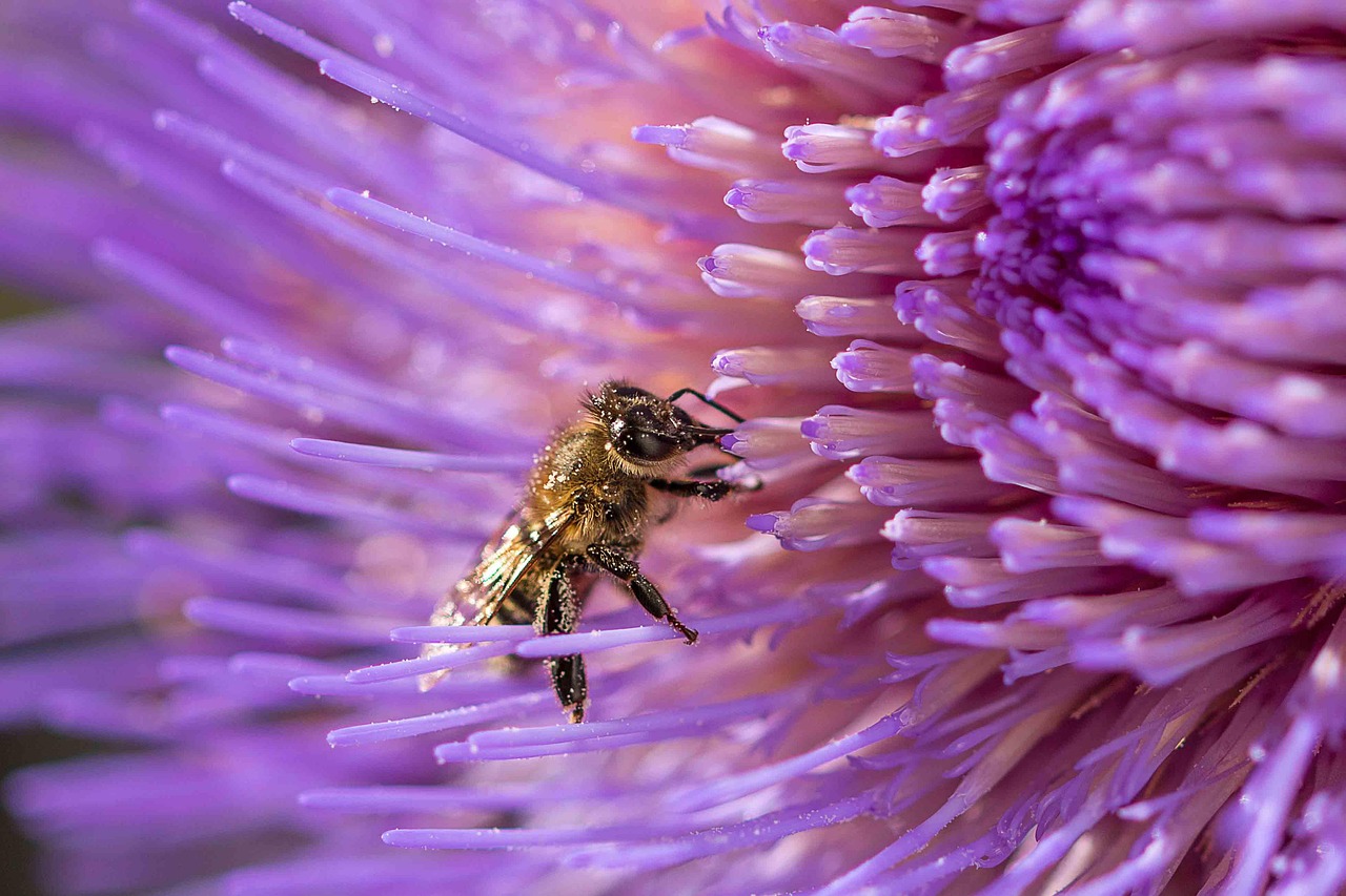 découvrez le bee wrap, une alternative écologique et réutilisable au film plastique pour conserver vos aliments naturellement.