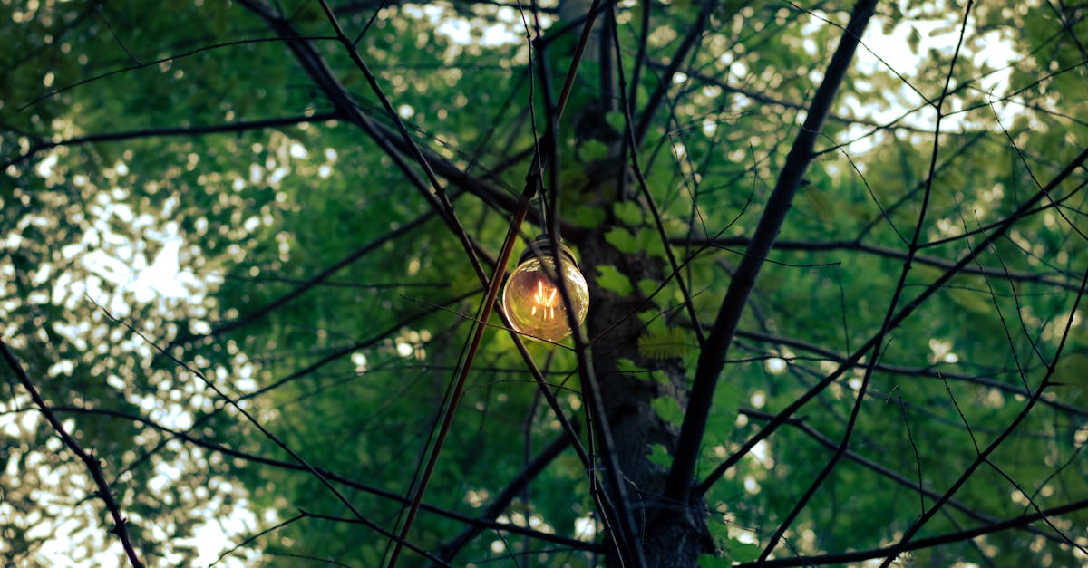 découvrez green synergy, votre partenaire pour une synergie écologique et durable. explorez nos solutions innovantes pour un mode de vie respectueux de l'environnement, alliant harmonie et performance.
