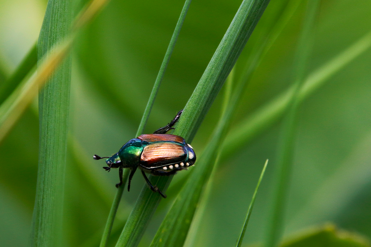 découvrez l'importance de la biodiversité dans les jardins et comment favoriser un écosystème riche et équilibré pour soutenir la faune et la flore locales.