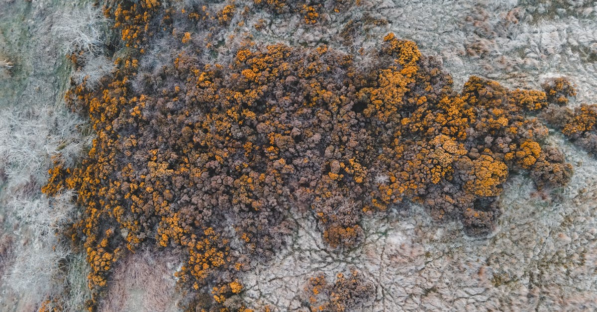 découvrez des stratégies et des actions concrètes pour préserver notre climat. engagez-vous pour un avenir durable en réduisant votre empreinte carbone et en soutenant des initiatives écologiques.
