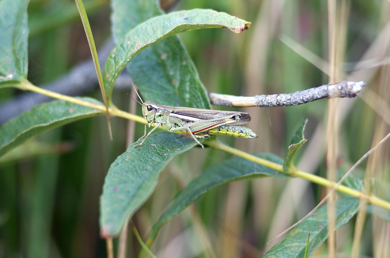 découvrez l'importance des tourbières, leur rôle dans la conservation de la biodiversité et la lutte contre le changement climatique.
