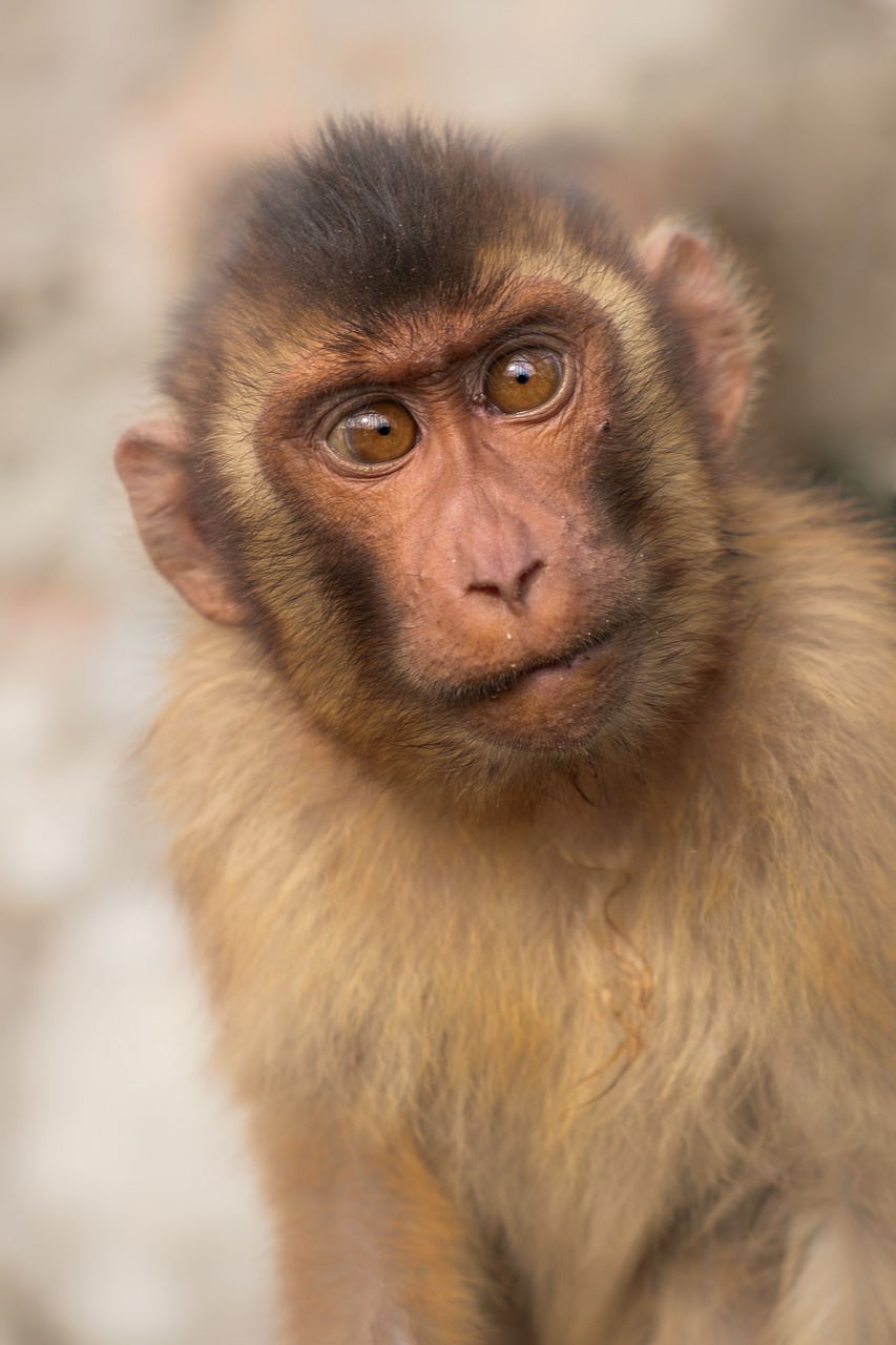 découvrez l'importance de la protection des forêts primaires pour la préservation de la biodiversité et la lutte contre le changement climatique.