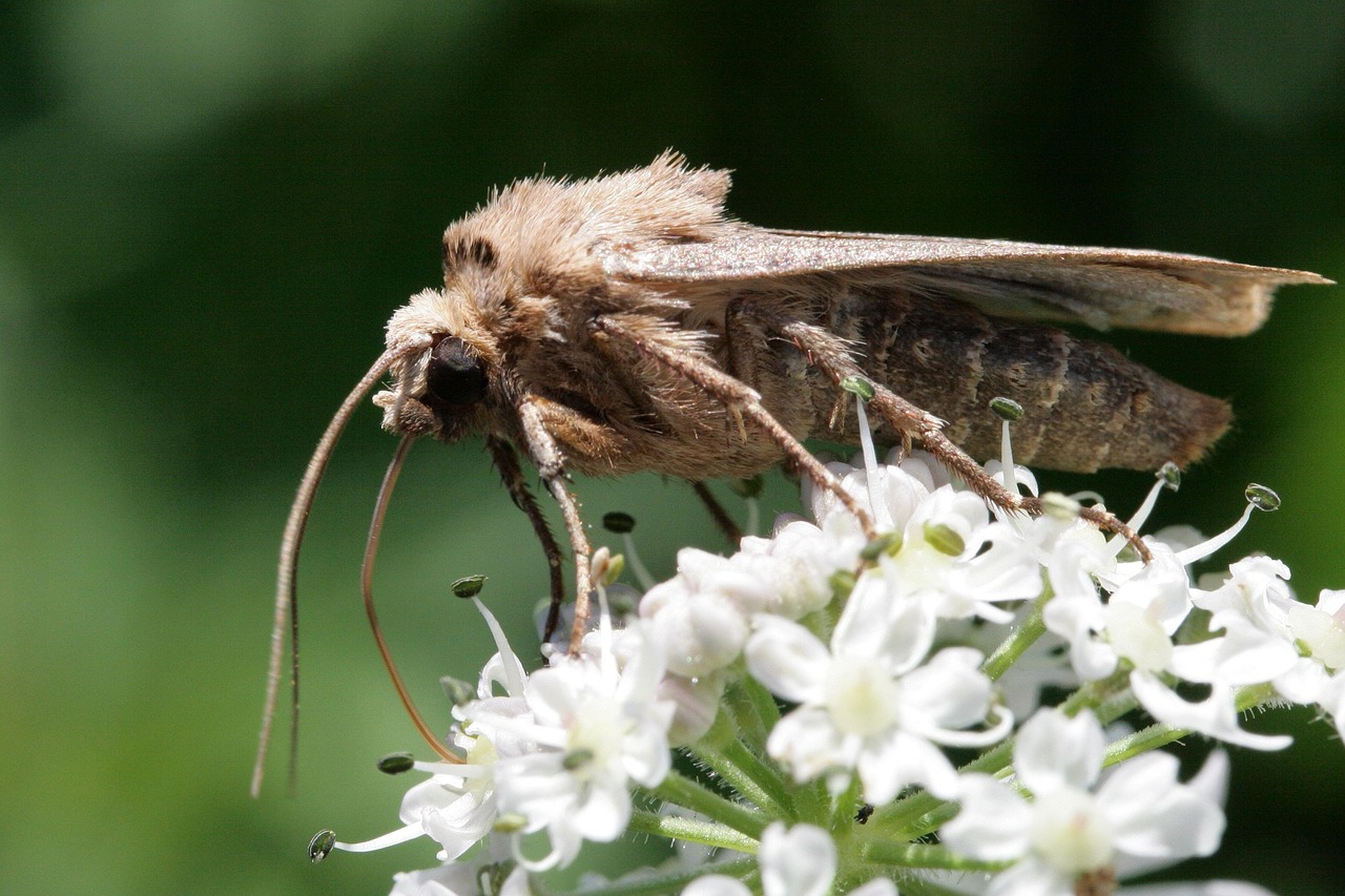 découvrez l'importance de la biodiversité dans votre jardin et apprenez comment favoriser un écosystème sain et équilibré.