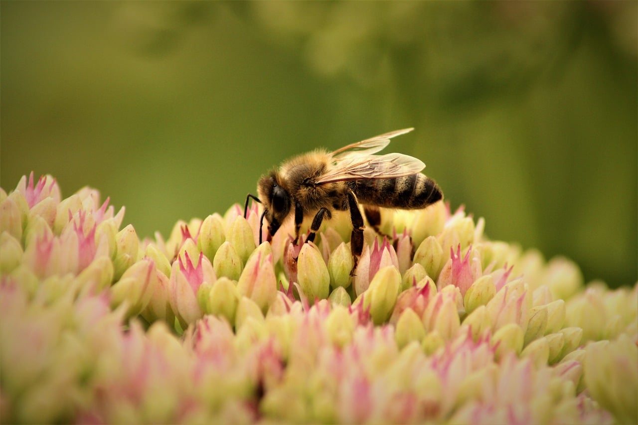 découvrez l'importance de la biodiversité dans les jardins pour préserver les écosystèmes, favoriser la pollinisation et créer des espaces naturels équilibrés et durables.