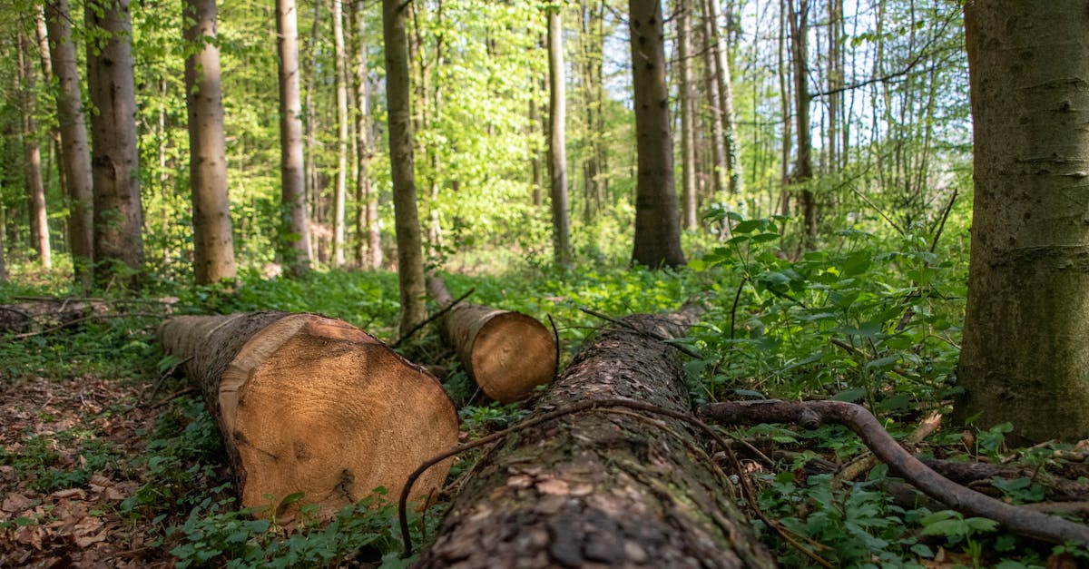 la déforestation est un phénomène alarmant qui impacte l'environnement, la biodiversité et le climat. découvrez les causes, les conséquences et les solutions pour préserver nos forêts et lutter contre ce fléau.