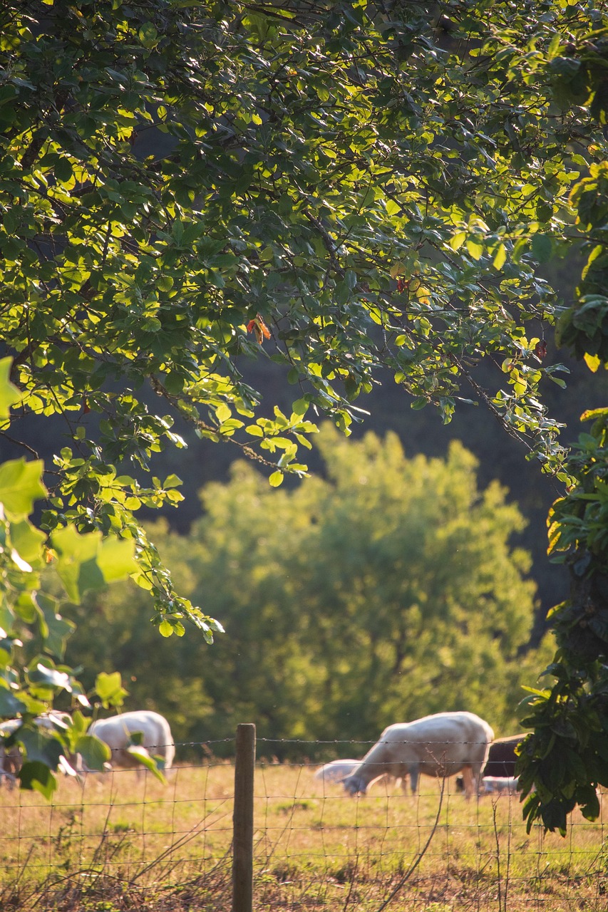 découvrez les avantages de l'agriculture durable : préservez l'environnement, améliorez la qualité des produits et soutenez l'économie locale grâce à des pratiques écoresponsables et innovantes.