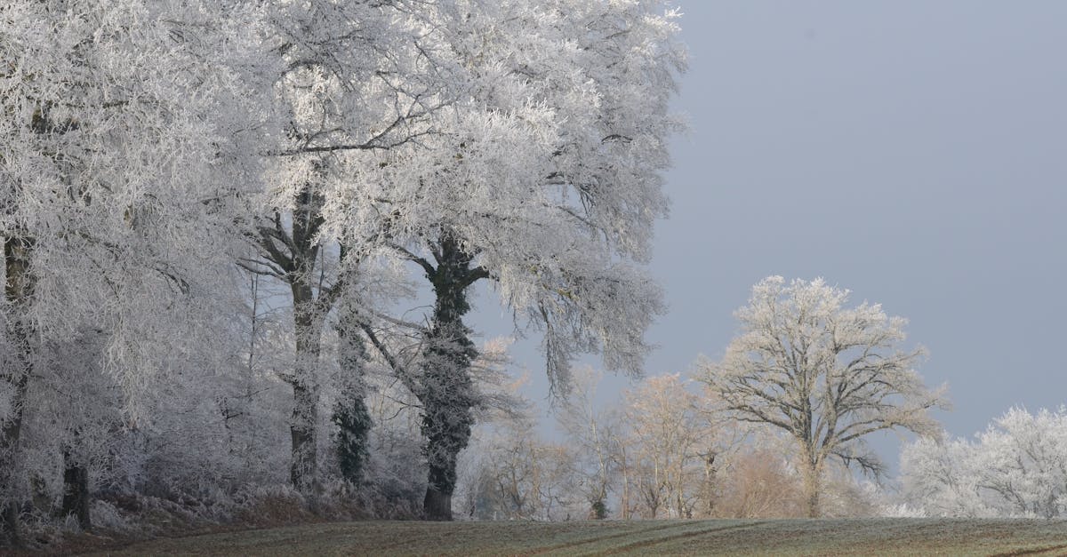 découvrez l'importance de la neutralité climatique et ses enjeux pour un avenir durable. explorez les stratégies et actions à mettre en œuvre pour réduire les émissions de co2 et préserver notre planète.