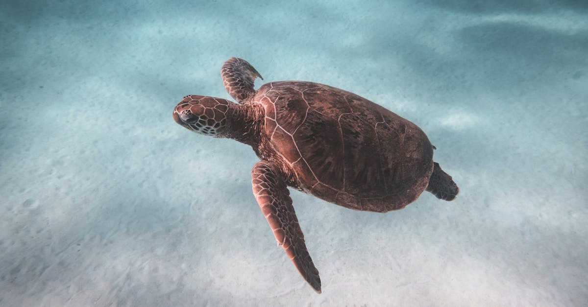 découvrez comment la protection des écosystèmes contribue à la préservation de la biodiversité, à la lutte contre le changement climatique et à la santé de notre planète. apprenez des stratégies efficaces pour protéger notre environnement et garantir un avenir durable.