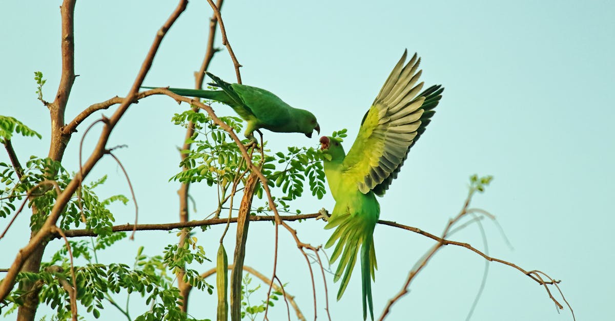 découvrez les interactions fascinantes au sein des écosystèmes, où chaque espèce joue un rôle crucial dans le maintien de l'équilibre naturel. plongez dans l'étude des relations symbiotiques, prédation et compétition qui façonnent la biodiversité et l'écologie de notre planète.