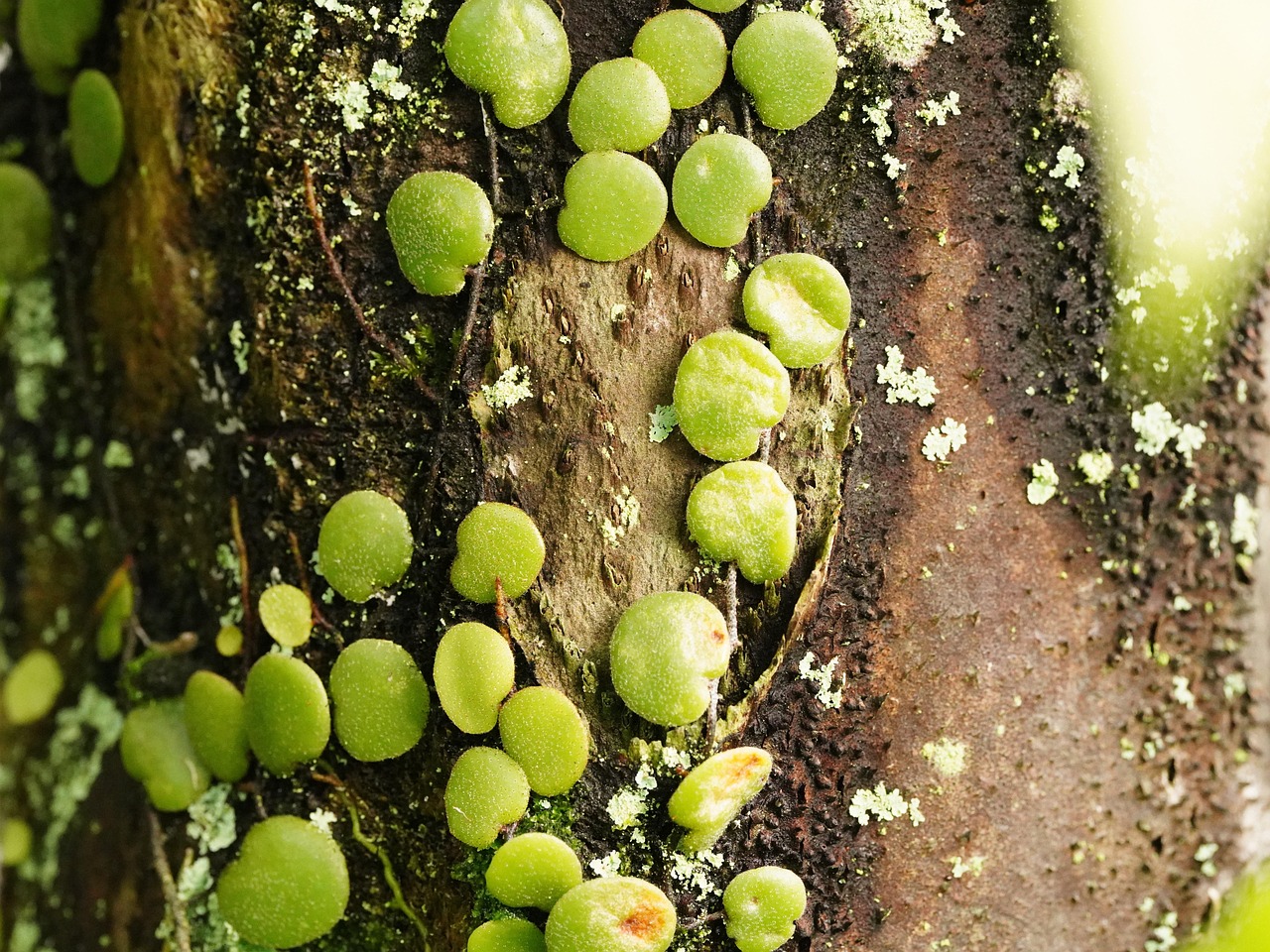 découvrez l'importance de la plantation d'arbres pour l'environnement et le bien-être des générations futures. apprenez comment participer à cette initiative écologique, contribuant à la biodiversité et à la lutte contre le changement climatique.