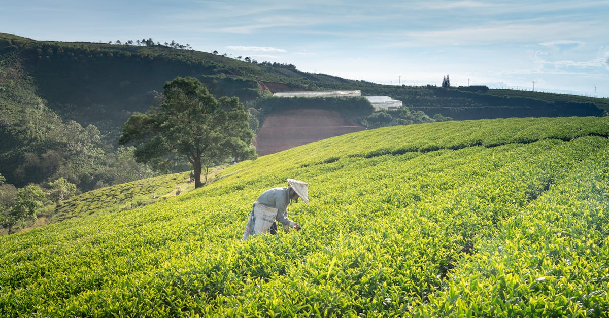 découvrez l'agriculture durable, une approche respectueuse de l'environnement qui promeut la conservation des ressources, la biodiversité et des pratiques agricoles éthiques. apprenez comment cette méthode moderne allie productivité et responsabilité écologique pour un avenir alimentaire plus sain.