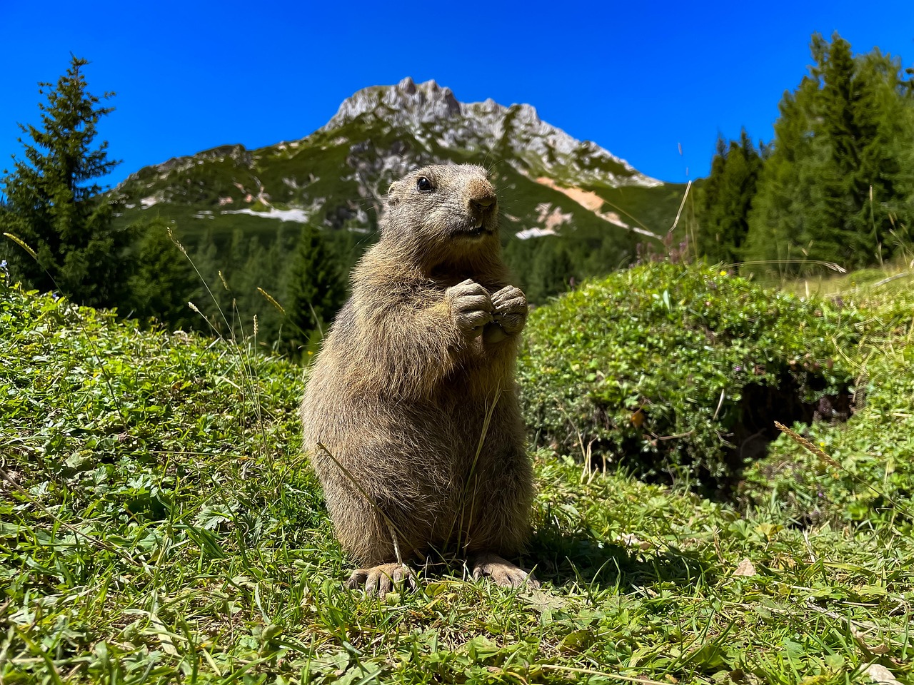 découvrez l'importance de la biodiversité pour notre planète, ses impacts sur les écosystèmes et les actions nécessaires pour préserver la richesse de la vie sur terre. explorez les enjeux actuels et les solutions pour un avenir durable.