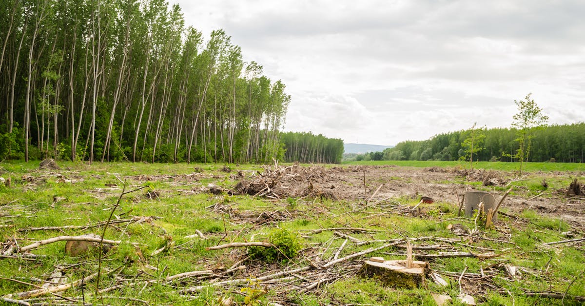explorez les causes et les conséquences de la perte de biodiversité, un enjeu crucial pour notre planète. découvrez des solutions et des initiatives pour protéger notre écosystème et préserver la richesse de la vie sur terre.
